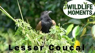 LESSER COUCAL | Singapore&rsquo;s Secretive Cuckoo
