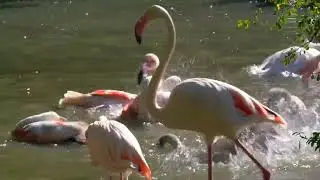 REAL PINK FLAMINGO BIRD RELAXING MUSIC STRESS CALM SLEEP