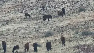 Дикие мустанги, шоссе US 395, долина Уошоу, Невада