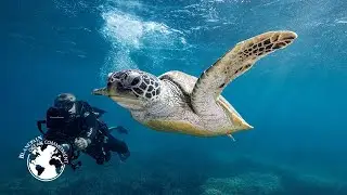 Biopixel | Raine Island &ndash; Blancpain