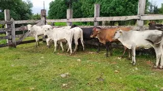 Como iniciar na pecuária do zero
