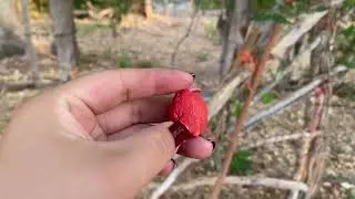 Cortando guamuchiles 🌳