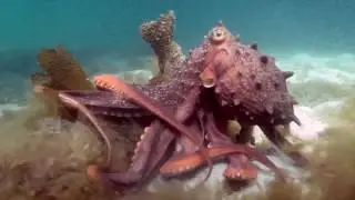 Angry Octopus Tries to Intimidate Diver Interrupting Its Morning Walk