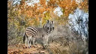 The perfect luxury christmas gifts- wildlife art prints like you've never seen them