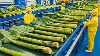 Inside a High-Tech Banana stem Fiber Factory | From Farm to Sustainable Textile (Full Process)