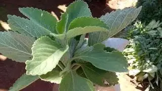 Mugithi Full Beat