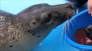 【アザラシ】お腹の中でも元気いっぱい！（伊勢シーパラダイス／水族館）