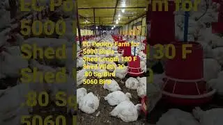 EC Poultry Farm shed Size For 5000 broilers