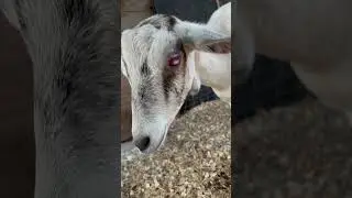 Goat Pink Eye Treatment (Blind Goat Recovery) #GoatFarming #Homestead #GoatCare #PinkEyeTreatment
