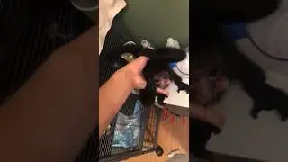 Baby Spider Monkey Having a Blast