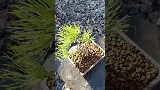 Pinus cembra