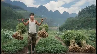 CEO Trieu Khang went to a large field to harvest peanuts to bring home. Below is how to store them.