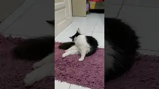 Momo kucing cwe tp mukax sangar gaess gemes liatx