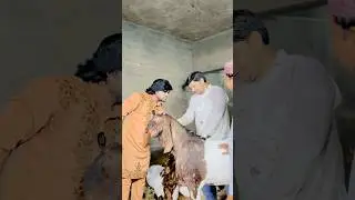 786 Wala Bakra🐐😱🤲🏻 #emotional #motivation #inspiration #motivation