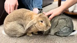 Stranger TRANSFORMS Rabbit!🐰🤣