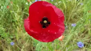 Klatschmohn #PapaverRhoeas #LoveNature #RoteBlume #Sommerwiese