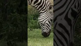 Zebra grazing