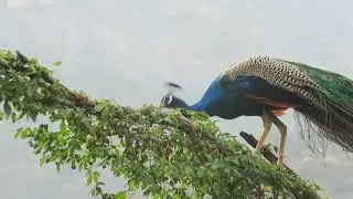 kerala peacock. munnar wildlife