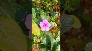 Neotea Nithyakalyani Catharanthus Roseus or Nayantara Flower #shorts #gardentips #indoorplants