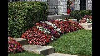 #5 - Shade Loving Beacon Impatiens