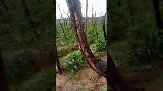 Chongwe farming