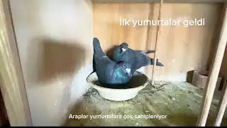 😱Posta Güvercini Maceram | Tanıtım, Eş Olan Kuşlar ve İlk Yumurtalar #pigeon #shorts #fly 