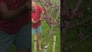 Apple 'Tickled Pink' #orchard #fruittrees #permaculture #gardening #apple #wow #ideas #like #blossom