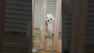 Snowball Happy Greeting