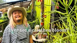 Cool Texas Nursery | Natives, Houseplants,Cool Crystals and Buc-ee&rsquo;s