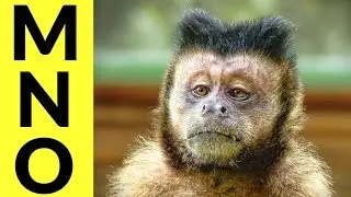 Animals Starting with M & N & O - Learn Animal Words That Start With Letters M, N, and O
