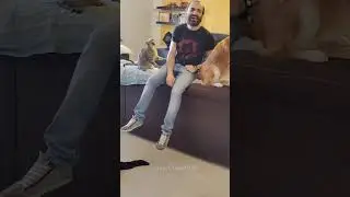 Funny CAT Moments 😂😂 episode 3834 #funnycats #cats #funnyanimals #petsofinstagram