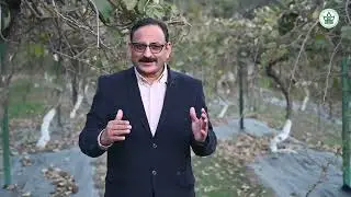 कीवी कैसे लगाएं| Kiwi Plantation- Important things | YSP UHF Nauni