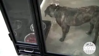 The look of class with glass door kennels