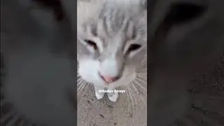 Happy Whisker Wednesday | Whisker Strays 