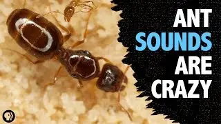 What Sound Does An Ant Make?