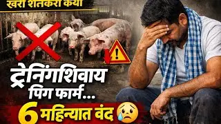  “ट्रेनिंगशिवाय पिग फार्म सुरू केला… ६ महिन्यात बंद 😢”