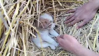 आखिर ऐसा क्या हो जाता है जब धरमपाल खेलते खेलते नाराज़ हो गए #dharampal #viral #puppy #pets 