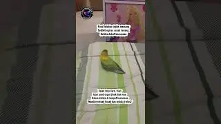 Rawatan lovebird #lovebirdslovers #fypシ