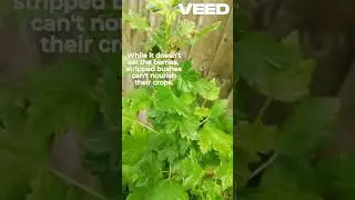 Organic control gooseberry sawfly