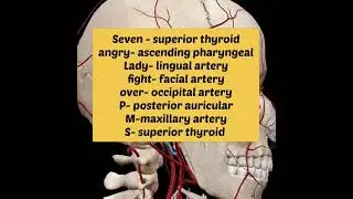 Mnemonic for Branch of external carotid artery || Anatomy ||