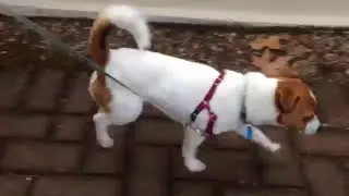 Medial Patellar Luxation in a Terrier
