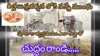 కాసనేని రాజా గారు గిత్తల పూజ కార్యక్రమము full video 