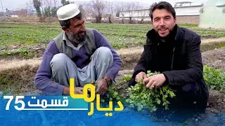 Deyare Ma, in tape Sabz Abad, Nangarhar province / دیار ما در تپه سبز آباد، ولایت ننگرهار
