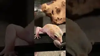 w/y Sunglow Raptor Leopard Gecko is Amazing!