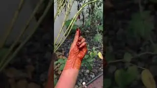 Stain progression &hearts;️💥 # #henna #shorts #youtube #instagram #mehendi #reels #hennadesign #asmr