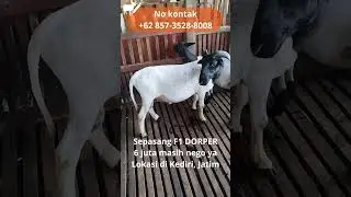 SEPASANG F1 DORPER; 6 JUTA SAJA?? #domba #texel #suffolk #sheep #awassi #dorper #dombos #merino
