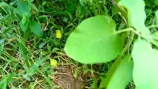 real treasure hunt/metal detecting / అడవిలో పురాతన నాణేలను కనుగొనడం.