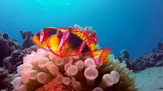 Babert & ATFC - Easy Baby (Music Video) 🐠