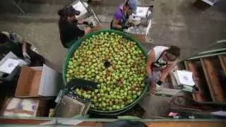 Pear harvest in Lake County