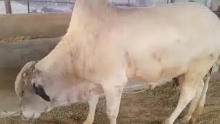 Eid-Ul-Azha 2020